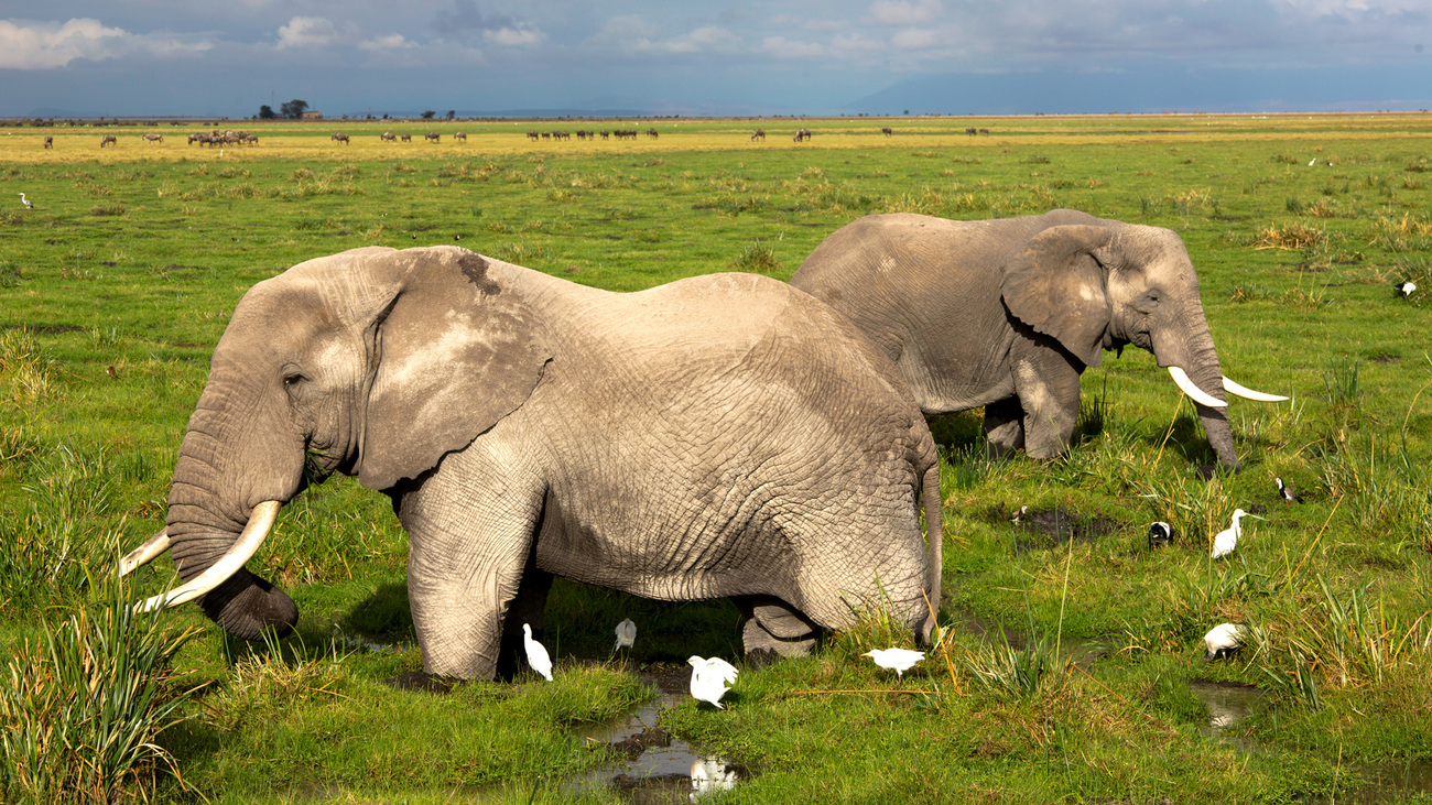 Wildlife habitat restoration efforts