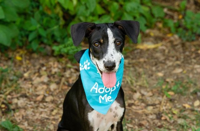 Animal welfare fundraising ideas