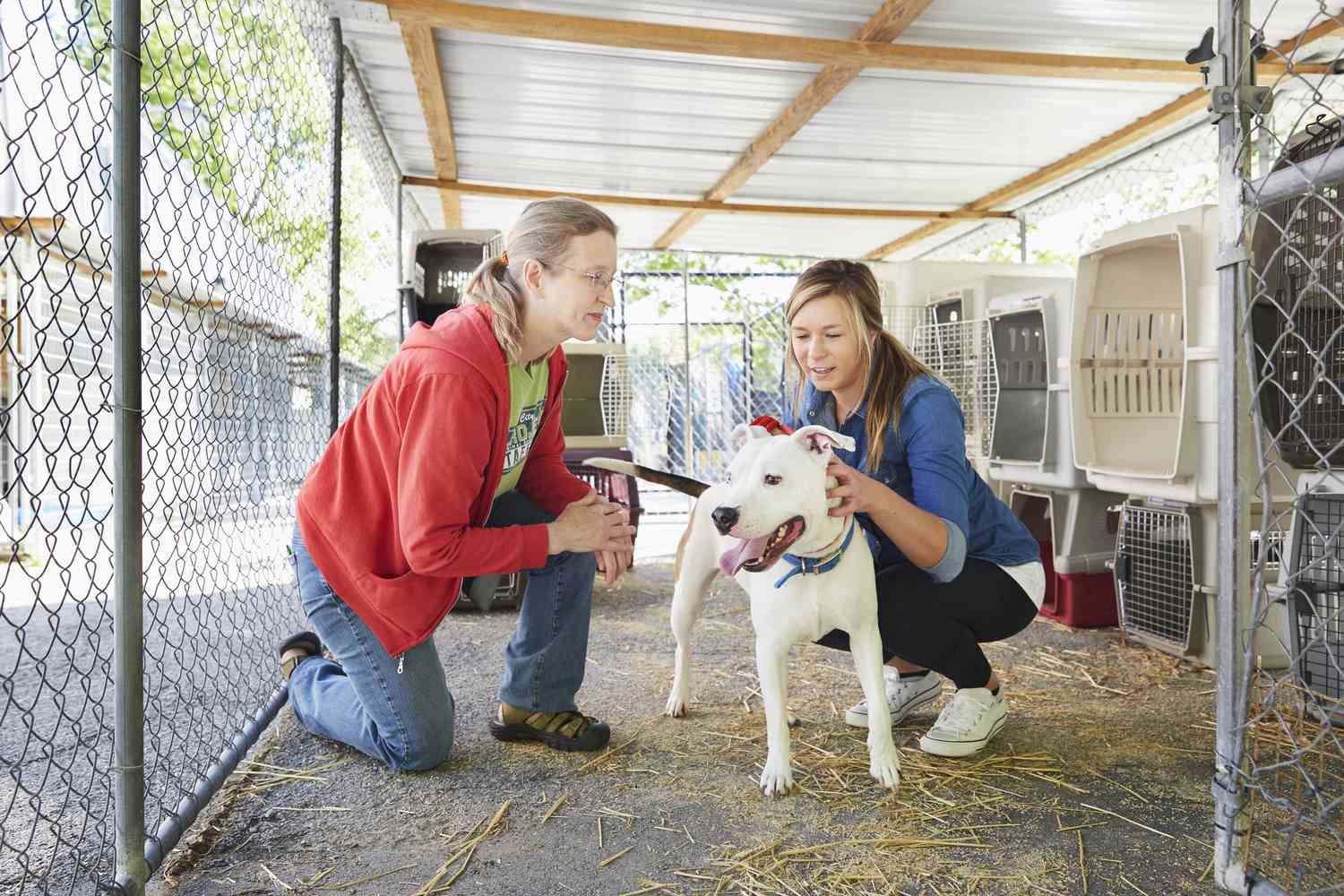 Shelter support for animals