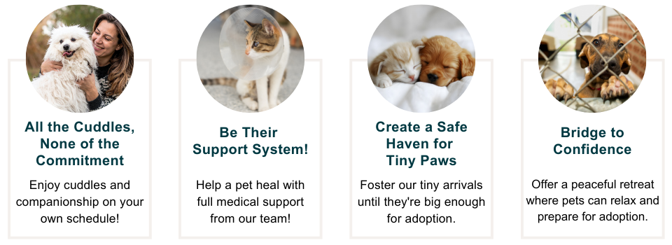 Foster animals support