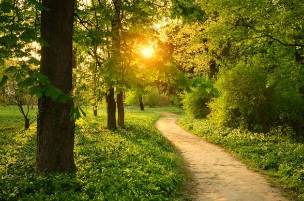 Wooded Path