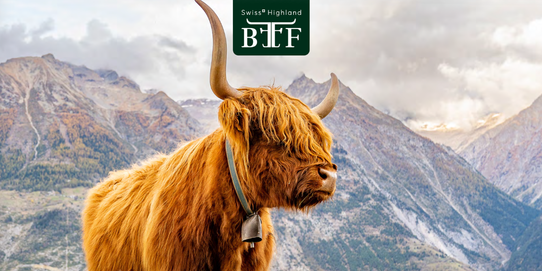 Schottisches Hochlandrind – jetzt neu bei uns!