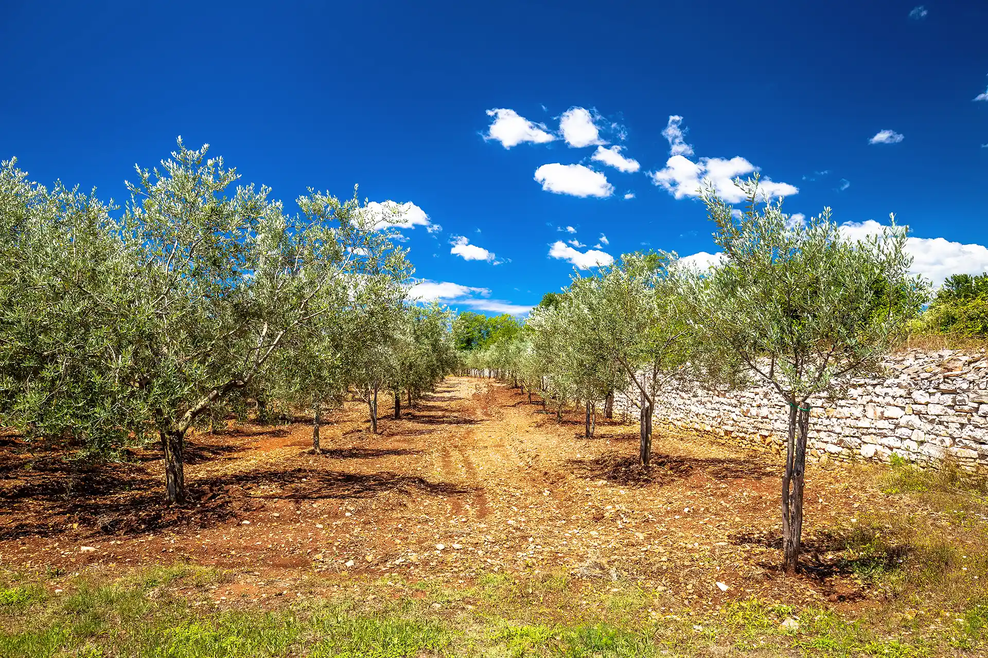 Olive Oil Tasting in Dalmatia Guide: Sipping Sunshine by the Sea