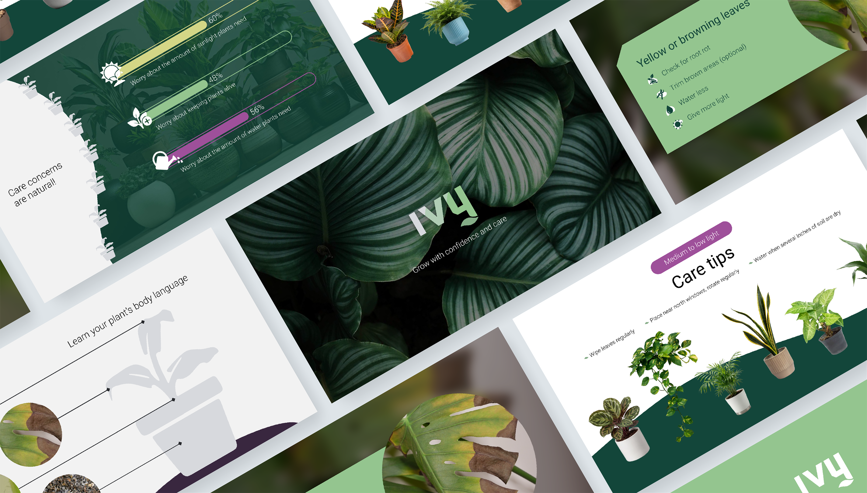 Gardening education brand concept | Slide designs outlining a concept presentation about plant care | Presentation design portfolio | Silver Fox Productions