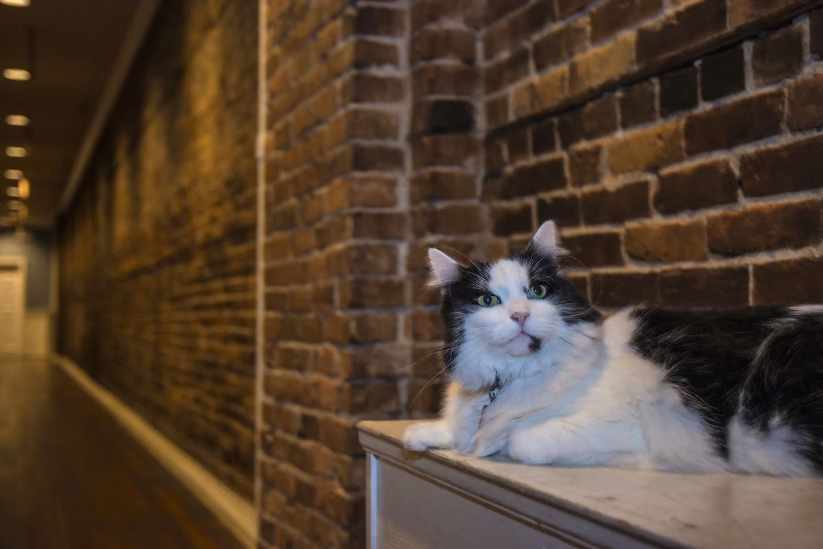Gastown Hostel Cat