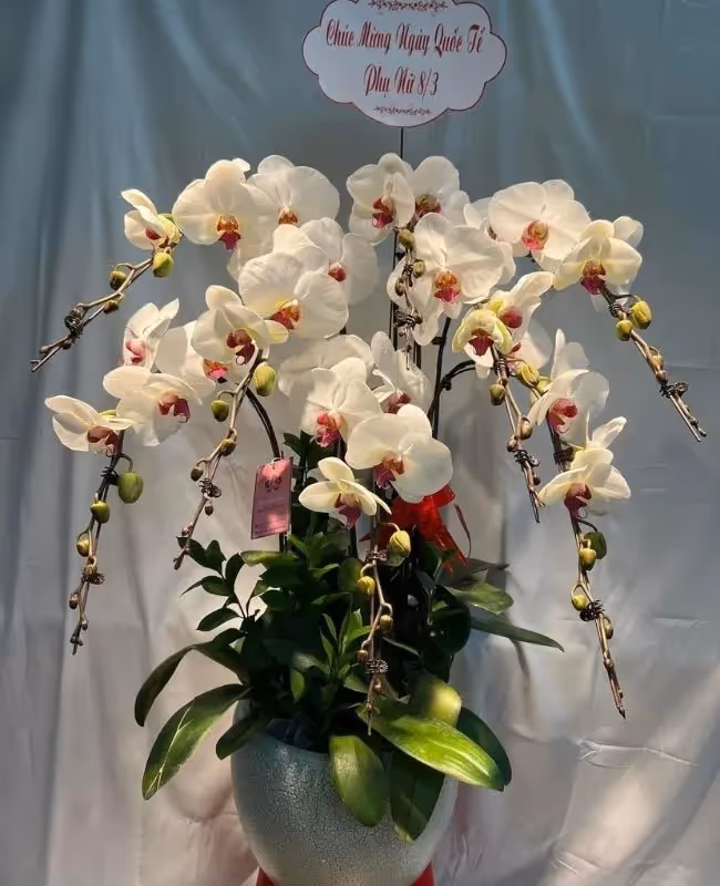 Cửa Hàng Hoa Lan Hồ Điệp Hải Phòng