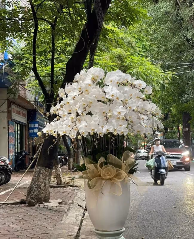  Cửa Hàng Hoa Lan Hồ Điệp Trà Vinh 