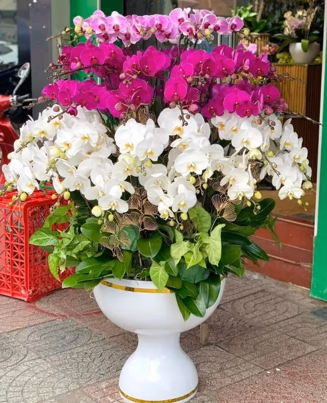 Cửa Hàng Hoa Lan Hồ Điệp Uy Tín Duy Xuyên, Quảng Nam