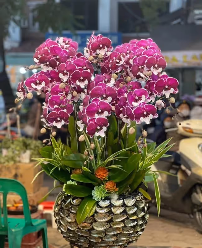 Shop Hoa Lan Hồ Điệp Quận Bắc Từ Liêm, Hà Nội