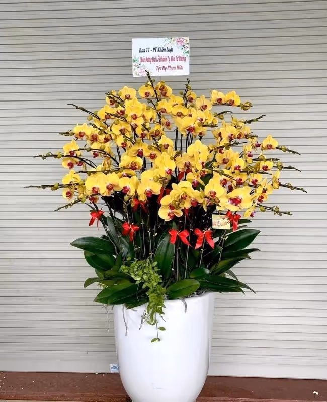 Shop Hoa Lan Hồ Điệp Huyện Sơn Tây, Hà Nội 
