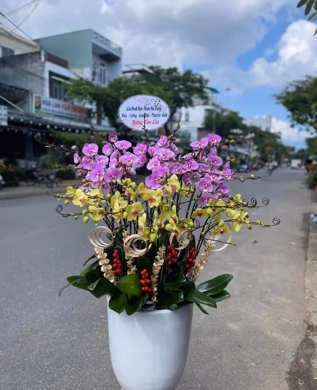 Cửa Hàng Hoa Lan Hồ Điệp Đa Dạng Thiết Kế Sơn La