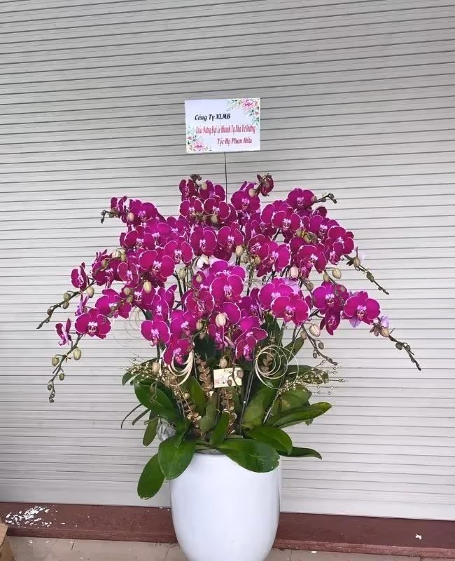 Cửa Hàng Hoa Lan Hồ Điệp Chất Lượng Bắc Từ Liêm Hà Nội