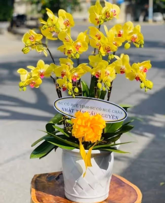 Shop Hoa Lan Hồ Điệp Chất Lượng Hòa Bình