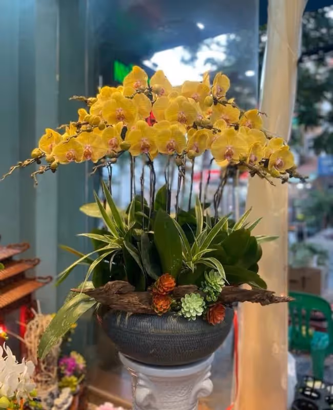 Shop Hoa Lan Hồ Điệp Chuyên Nghiệp Quận Liên Chiểu, Đà Nẵng