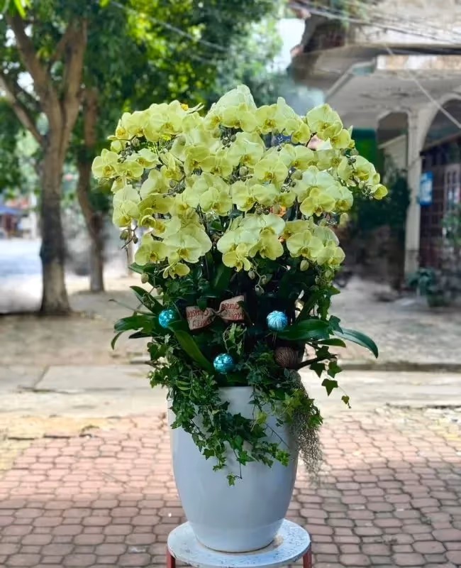 Cửa Hàng Hoa Lan Hồ Điệp Chất Lượng