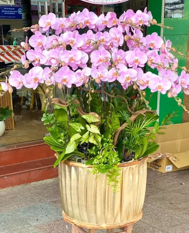 Cửa Hàng Hoa Lan Hồ Điệp Sa Huỳnh, Quảng Ngãi 