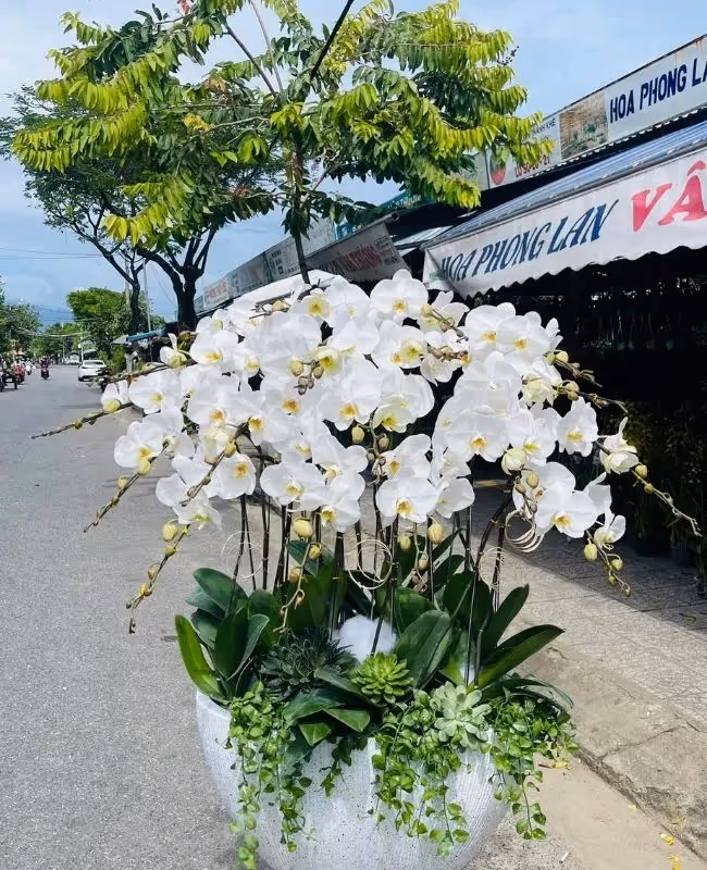 Shop Hoa Lan Hồ Điệp Giá Rẻ Quận 8, Hồ Chí Minh