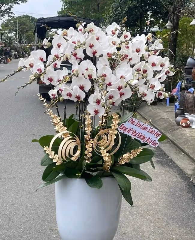 Cửa Hàng Hoa Lan Hồ Điệp Hải Phòng
