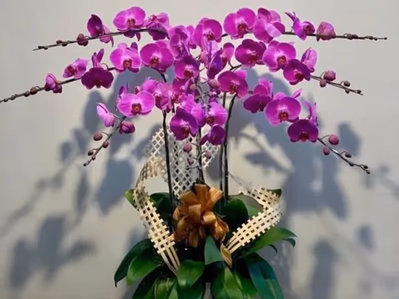 Tiệm Hoa Lan Hồ Điệp Uy Tín Cà Mau