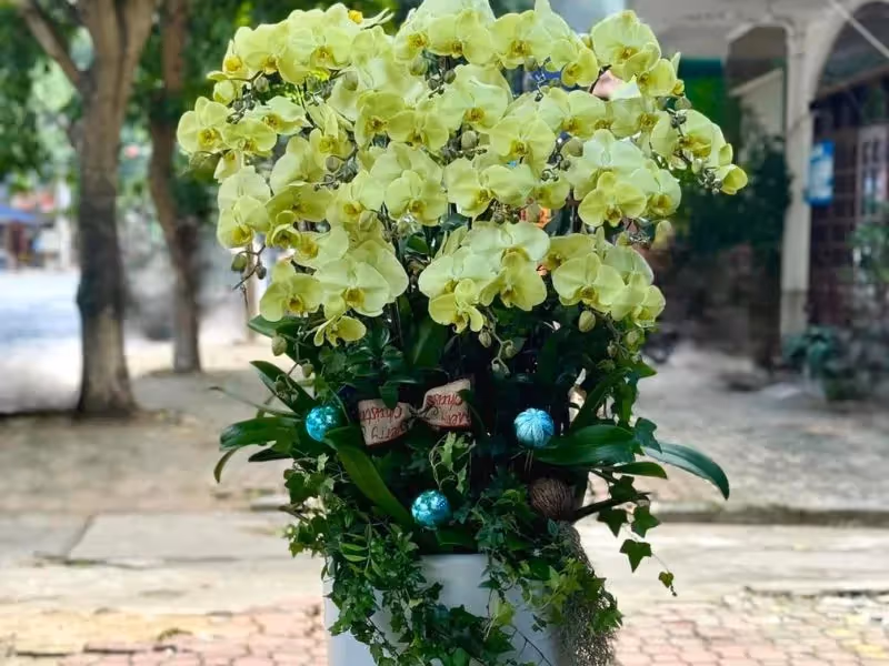 Cửa Hàng Hoa Lan Hồ Điệp Cao Cấp Gia Nghĩa, Đăk Nông
