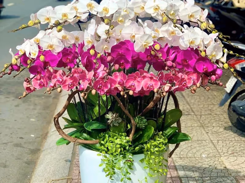 Tiệm Hoa Lan Hồ Điệp Hàng Đầu Bắc Kạn