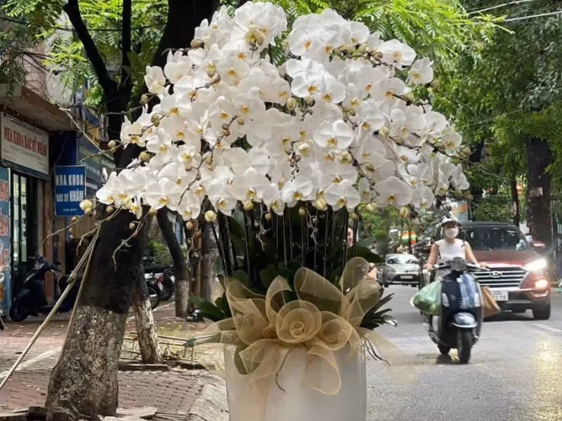 Cửa Hàng Hoa Lan Hồ Điệp Giao Hoa Nhanh Quận 9, Hồ Chí Minh