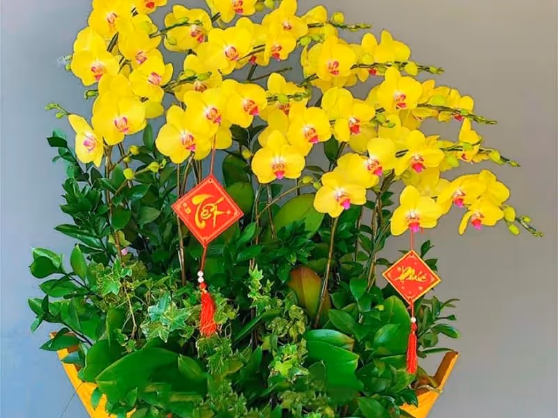 Cửa Hàng Hoa Lan Hồ Điệp Uy Tín Thái Bình