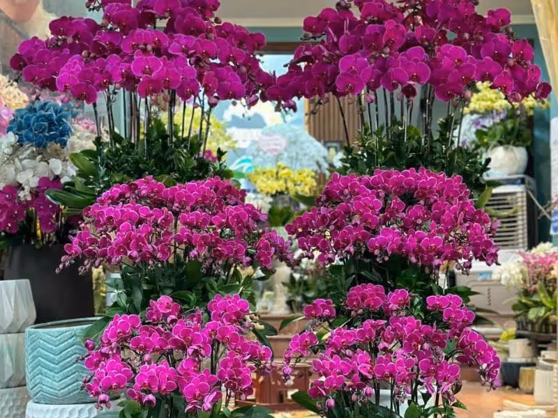 Shop Hoa Lan Hồ Điệp Chuyên Nghiệp Gia Nghĩa, Đăk Nông