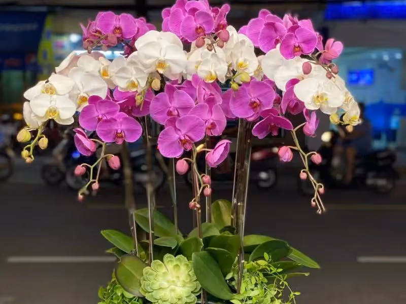 Tiệm Hoa Lan Hồ Điệp Chất Lượng Gia Nghĩa, Đăk Nông