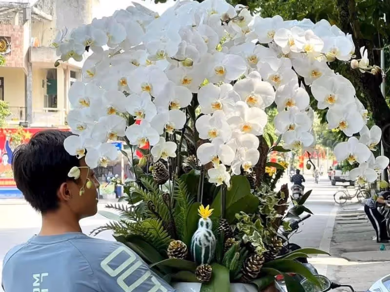Cửa Hàng Hoa Lan Hồ Điệp Chuyên Nghiệp Sơn Tây, Quảng Ngãi 