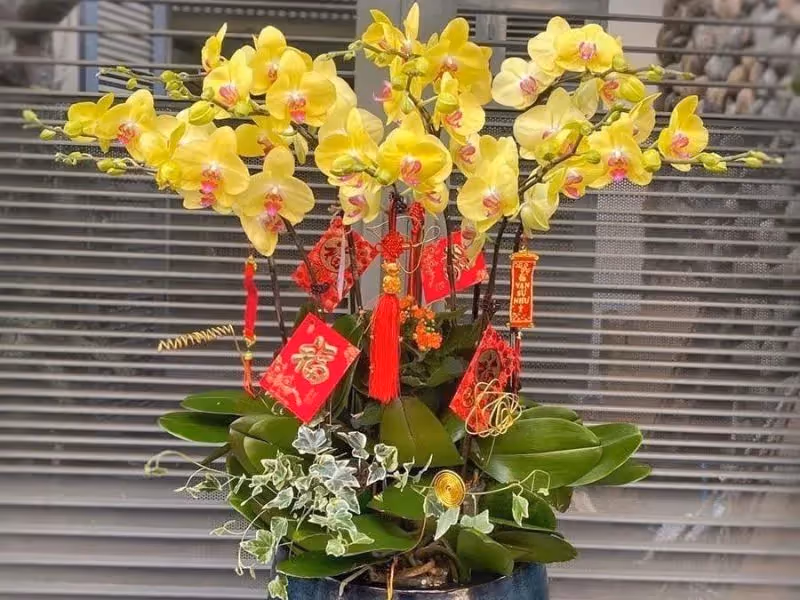  Shop Hoa Lan Hồ Điệp Đa Dạng Hoa Sự Kiện Quận 11, Hồ Chí Minh 