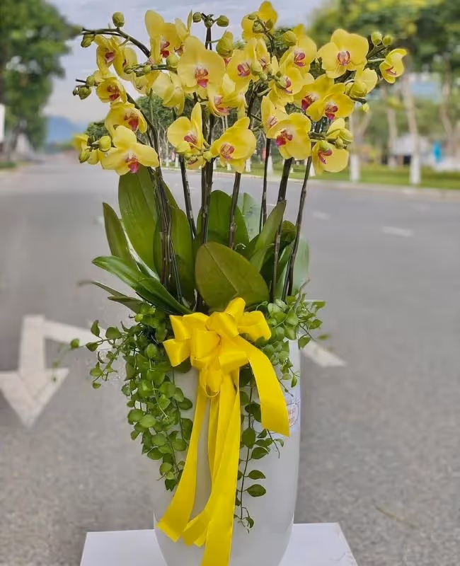 Hoa Lan Hồ Điệp Bắc Ninh