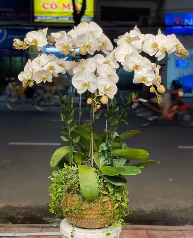 Tiệm Hoa Lan Hồ Điệp Chất Lượng Đà Nẵng 
