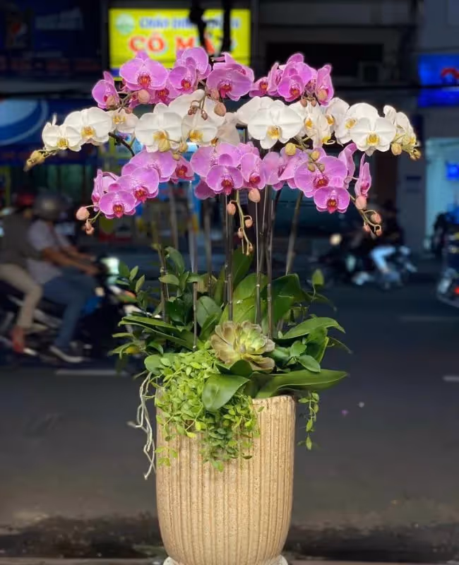 Cửa Hàng Hoa Lan Hồ Điệp Online Chất Lượng Đà Nẵng 