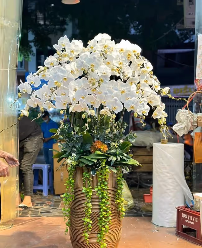 Shop Điện Hoa Lan Hồ Điệp Huyện Sơn Tây, Hà Nội