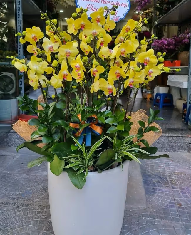 Cửa Hàng Hoa Lan Hồ Điệp Bắc Ninh