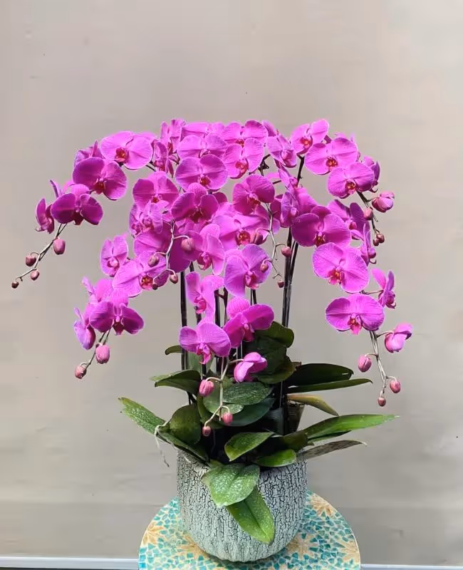 Cửa Hàng Hoa Lan Hồ Điệp Uy Tín Bắc Ninh