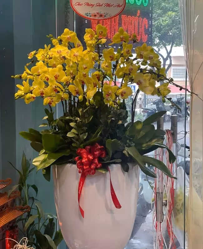 Cửa Hàng Hoa Lan Hồ Điệp Bắc Ninh