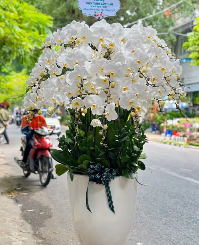Shop Hoa Lan Hồ Điệp Hàng Đầu tại Bắc Từ Liêm, Hà Nội