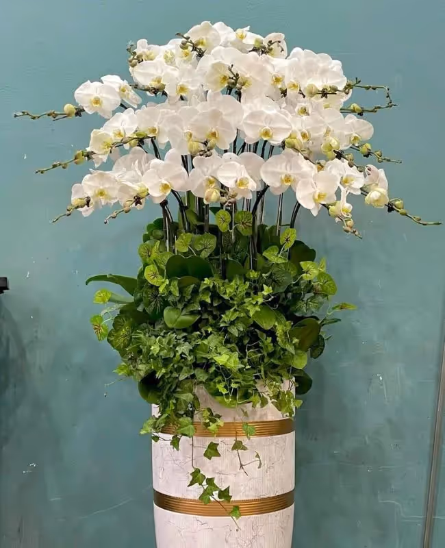 Shop Hoa Lan Hồ Điệp Bắc Ninh