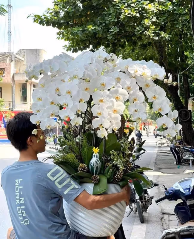  Cửa Hàng Hoa Lan Hồ Điệp Uy Tín Kim Thành, Hải Dương 