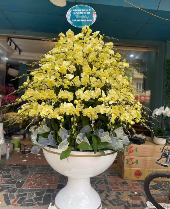 Cửa Hàng Hoa Lan Hồ Điệp Gia Lộc, Hải Dương