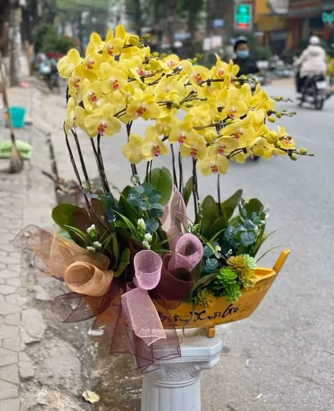 Cửa Hàng Hoa Lan Hồ Điệp Giá Rẻ Phụng Hiệp, Hậu Giang