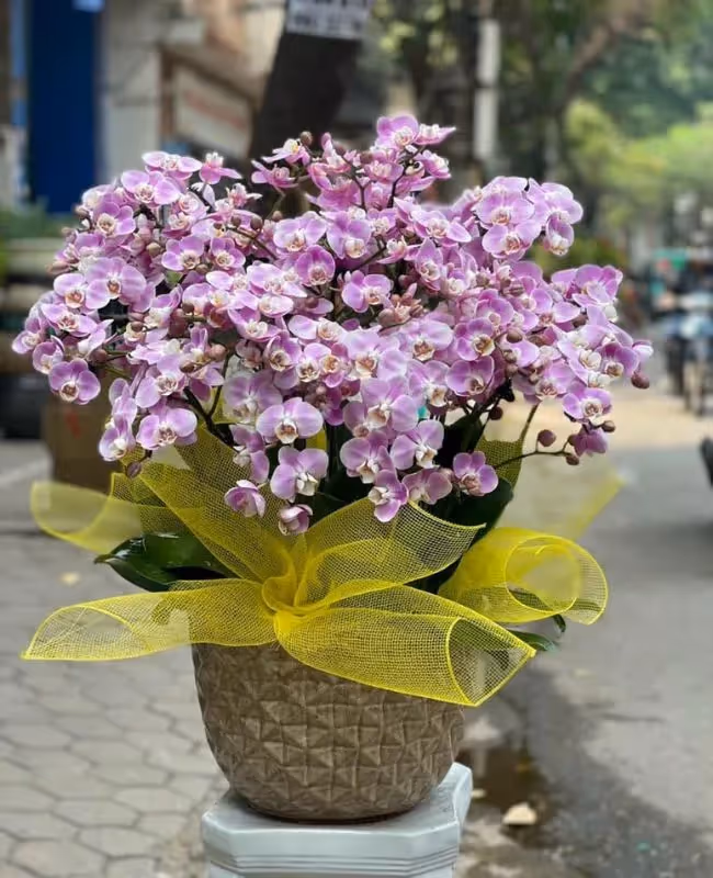 Tiệm Hoa Lan Hồ Điệp Giao Hoa Nhanh Sơn Hà, Quảng Ngãi