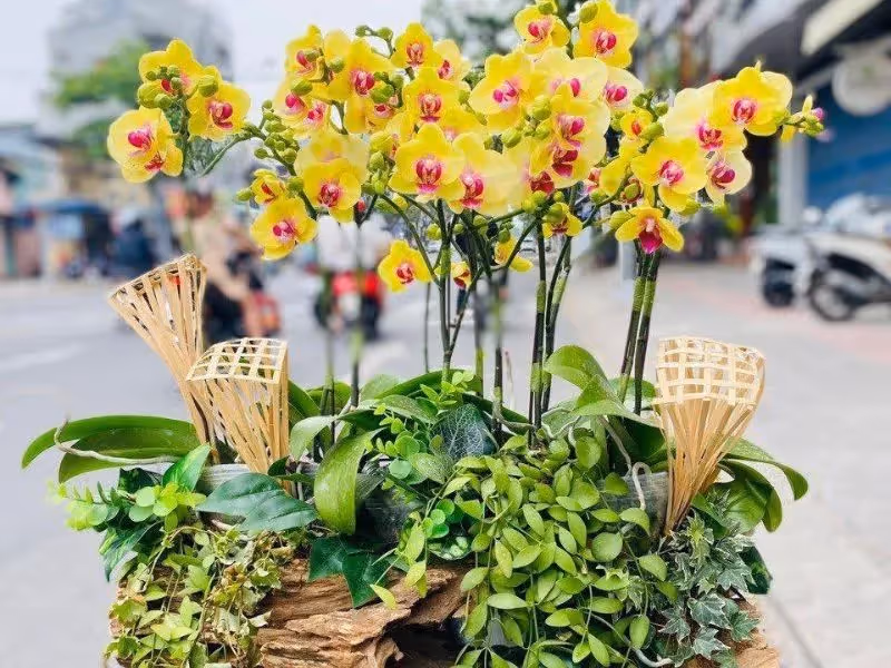 Cửa Hàng Hoa Lan Hồ Điệp Hoài Nhơn, Bình Định 