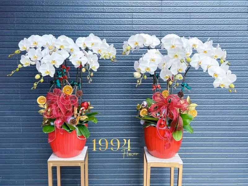 Cửa Hàng Hoa Lan Hồ Điệp Hàng Đầu Gia Nghĩa, Đăk Nông