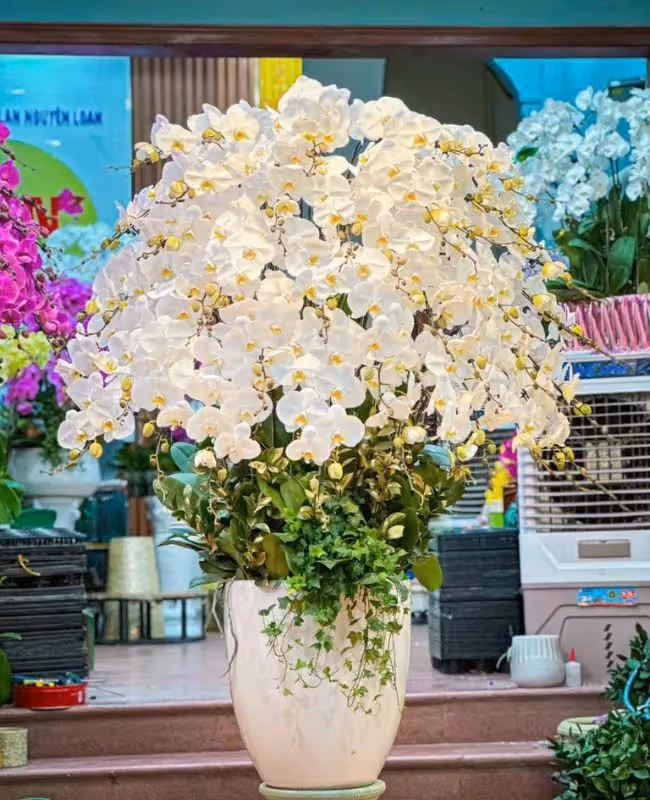 Cửa Hàng Lan Hồ Điệp Chí Linh, Hải Dương