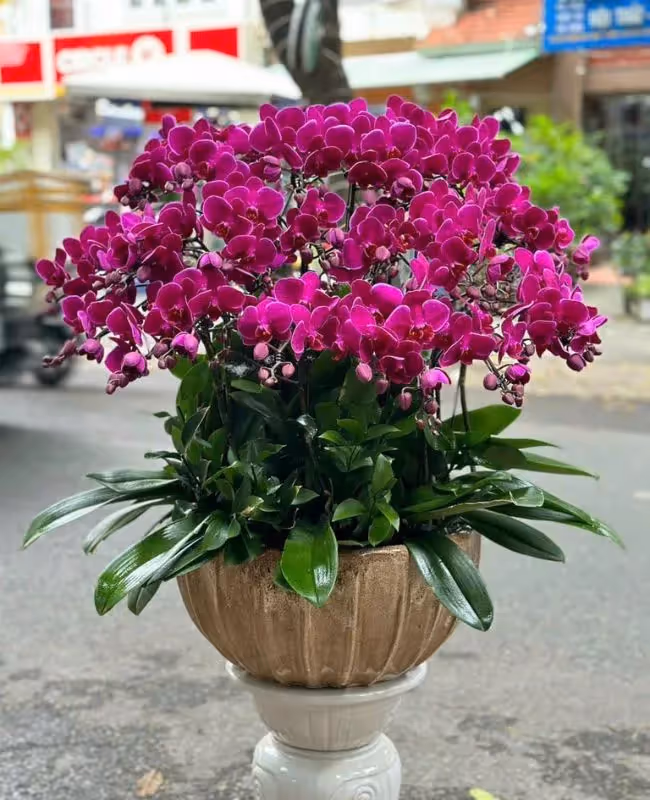Shop Hoa Lan Hồ Điệp Đẹp Và Chất Lượng Tại Gò Vấp, Hồ Chí Minh