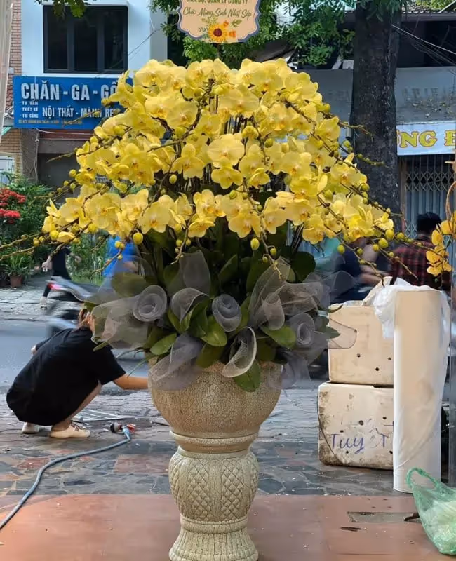 Cửa Hàng Hoa Lan Hồ Điệp Kim Thành, Hải Dương