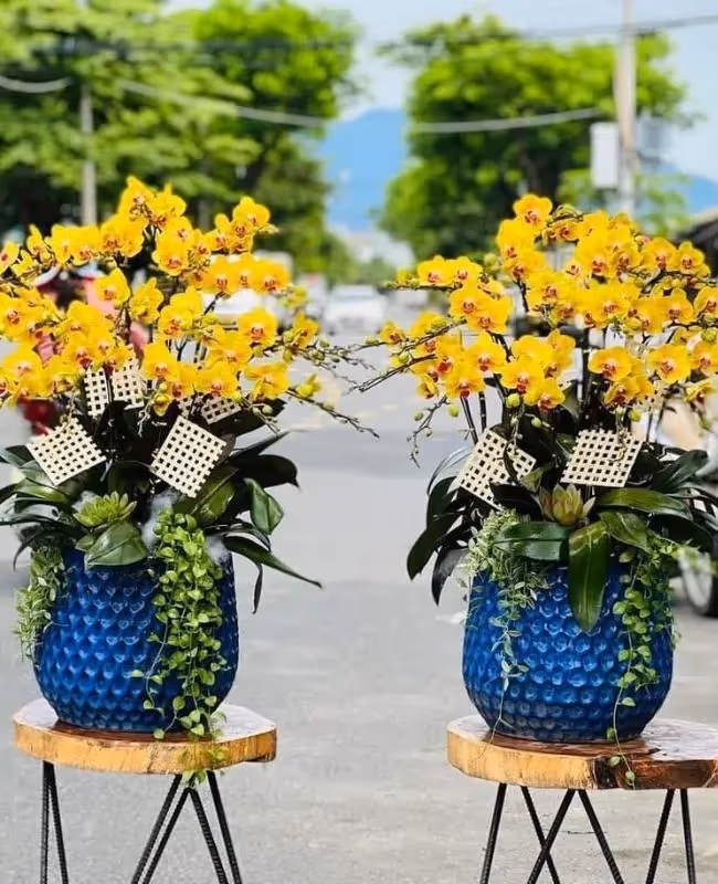 Cửa Hàng Hoa Lan Hồ Điệp Đẹp Hòa Bình